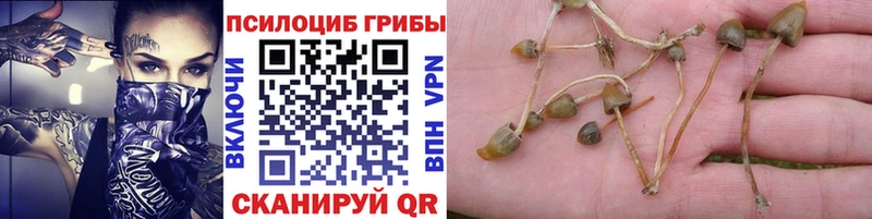 Псилоцибиновые грибы мухоморы  Купить где  Ахтубинск 